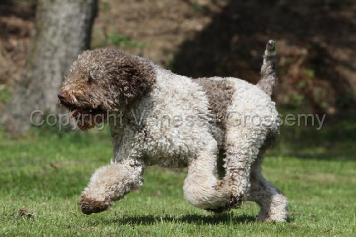 LAGOTTO 023.jpg